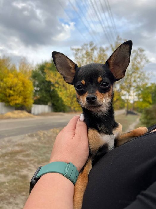 Продам песика .є документи дуже гарний хлопчик8 місяців