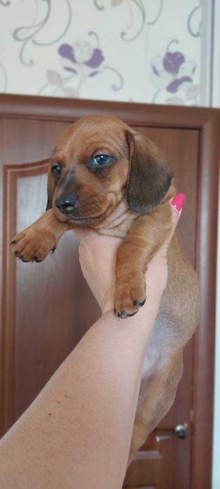 Цуценятка Такси бронь, продаж