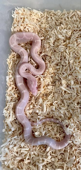 Wąż zbożowy Snow Scaleless dostepne samce i samice