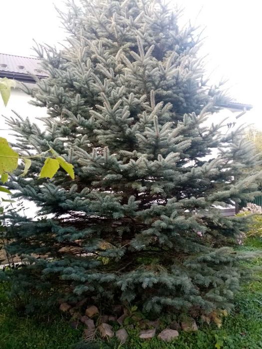 Продам ялинку висотою 7 м