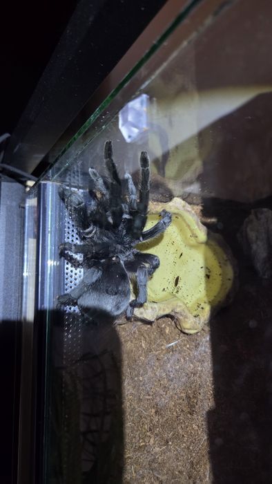 Gramostola Pulchra 8DC