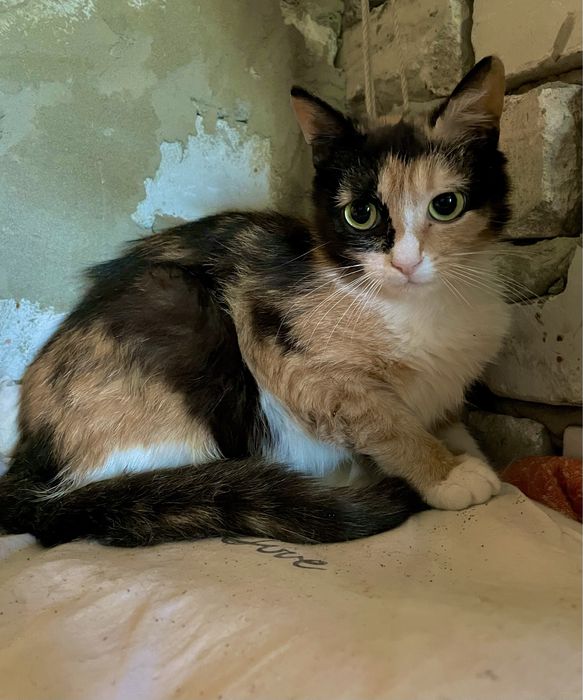 Кошка кот трехцветная рыжий черный белый