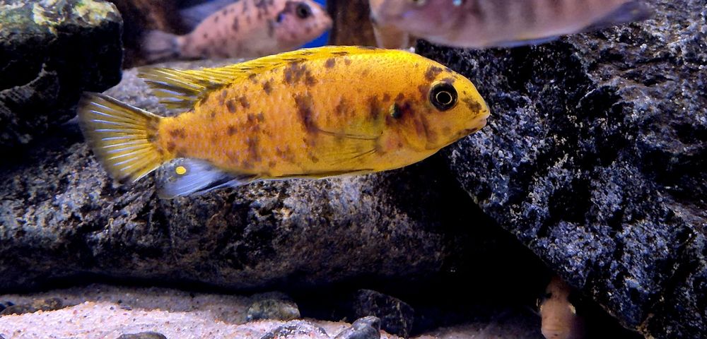 Tropheops gracilior Kirondo MC/OB/BB pyszczaki malawi