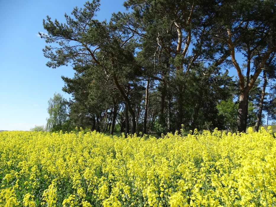Działka 0,98 ha z warunkami zabudowy  20 km od Szczecina