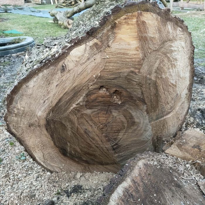 Świeżo ścięty pień orzecha