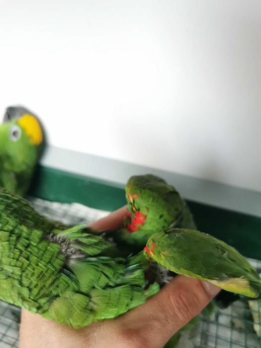Papagaio amazona ochrocephala