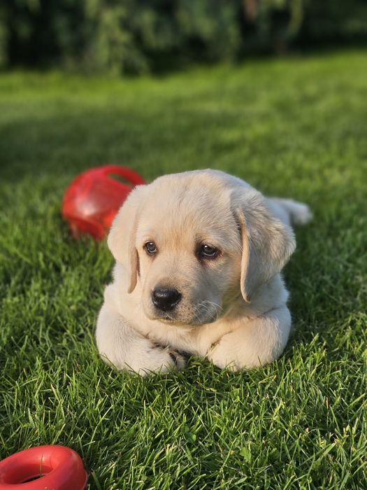 Labrador retriever suka biała