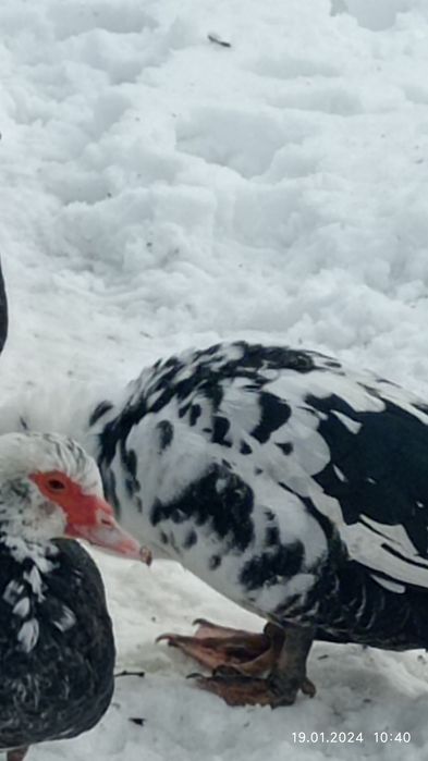 Продам домашніх індоутки і селезні