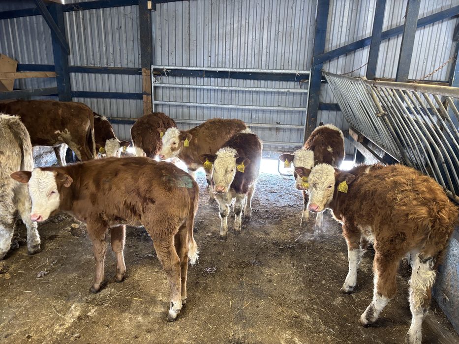 Sprzedam byki oraz jałówki