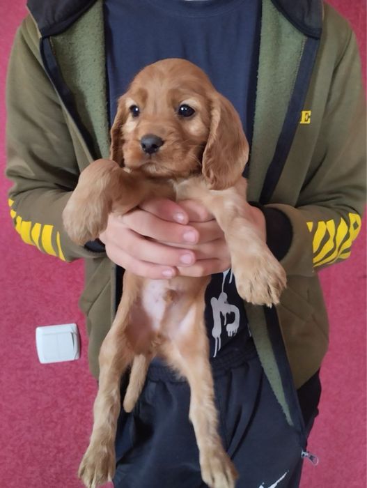 Продам цуценят Англійського Кокера