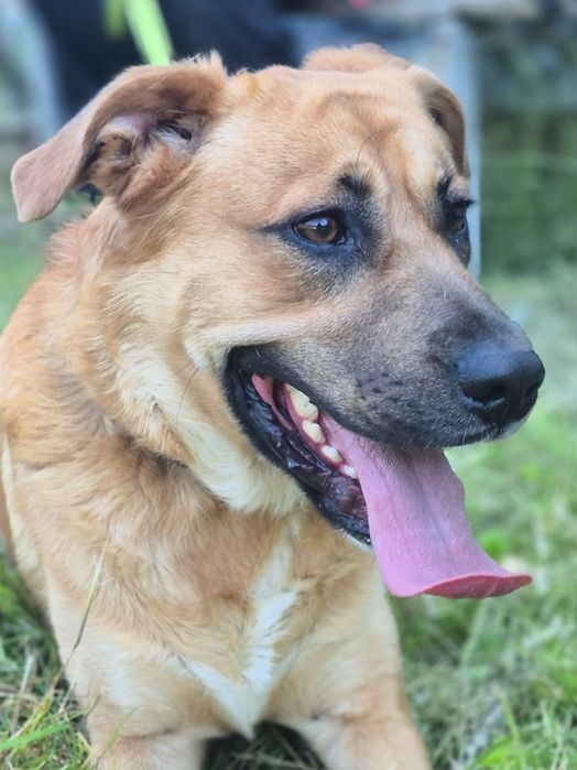 Sako - Super pies szuka domu  / do adopcji