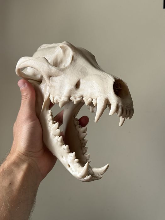 Czaszka 3d wilka skala 1:1 czaszka i żuchwa ruchome lis pies