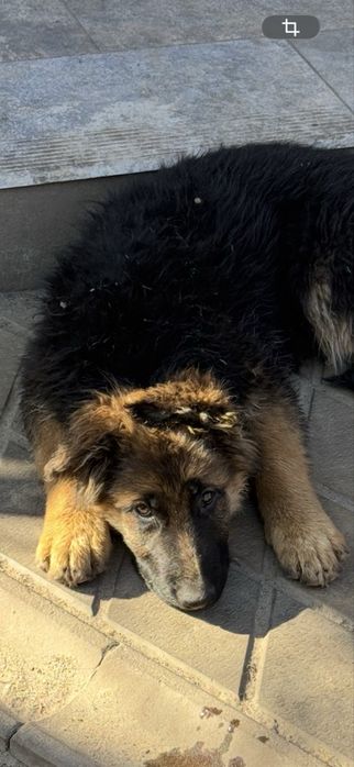 Німецька вівчарка