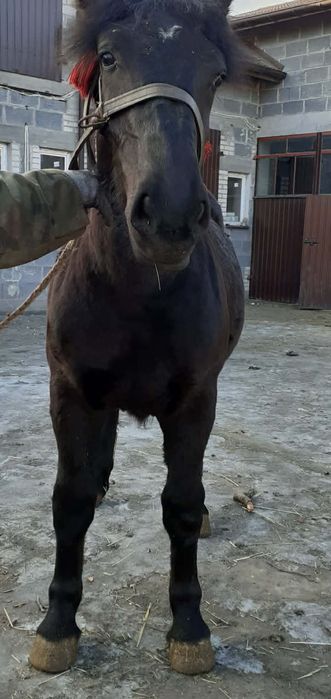 Sprzedam źrebicę zimnokrwistą