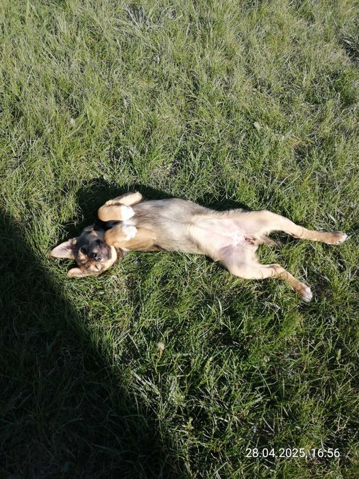 Щенки. 2 девочки. Дніпро