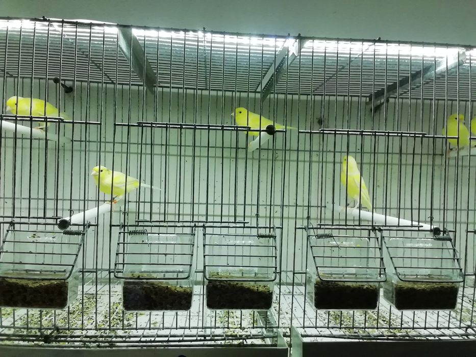 Canários várias ráças