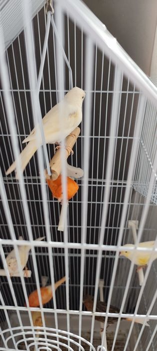 Canários, arlequim e espanhol