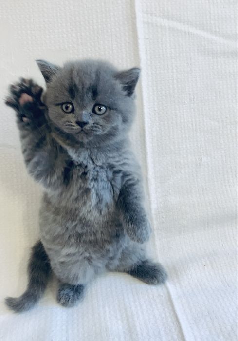 Неймовірна дівчинка страйт