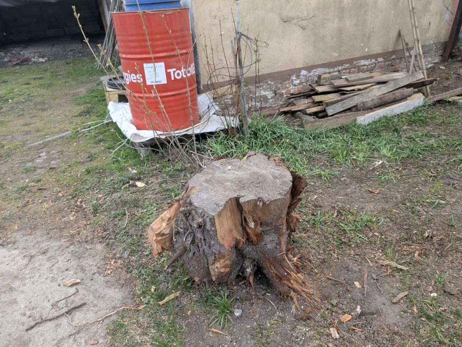 Pień, pniak oddam za darmo