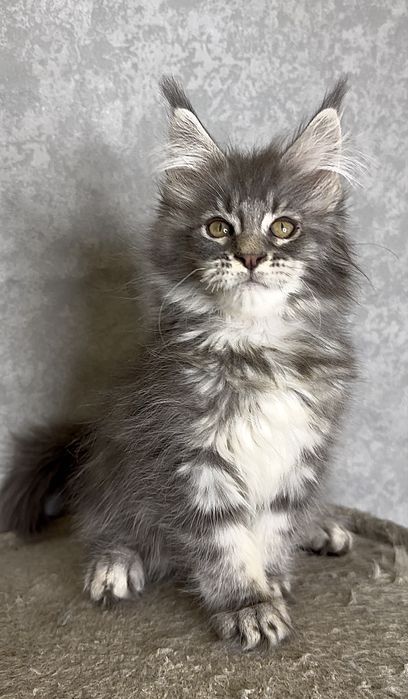 Хлопчик мейн-кун блакитний мармур на сріблі