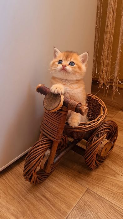 Шикарный мальчик золотая шиншилла