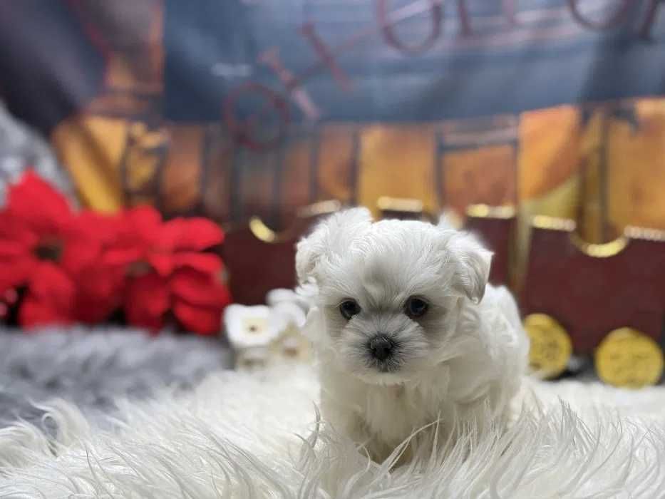 Bichon Maltês mini