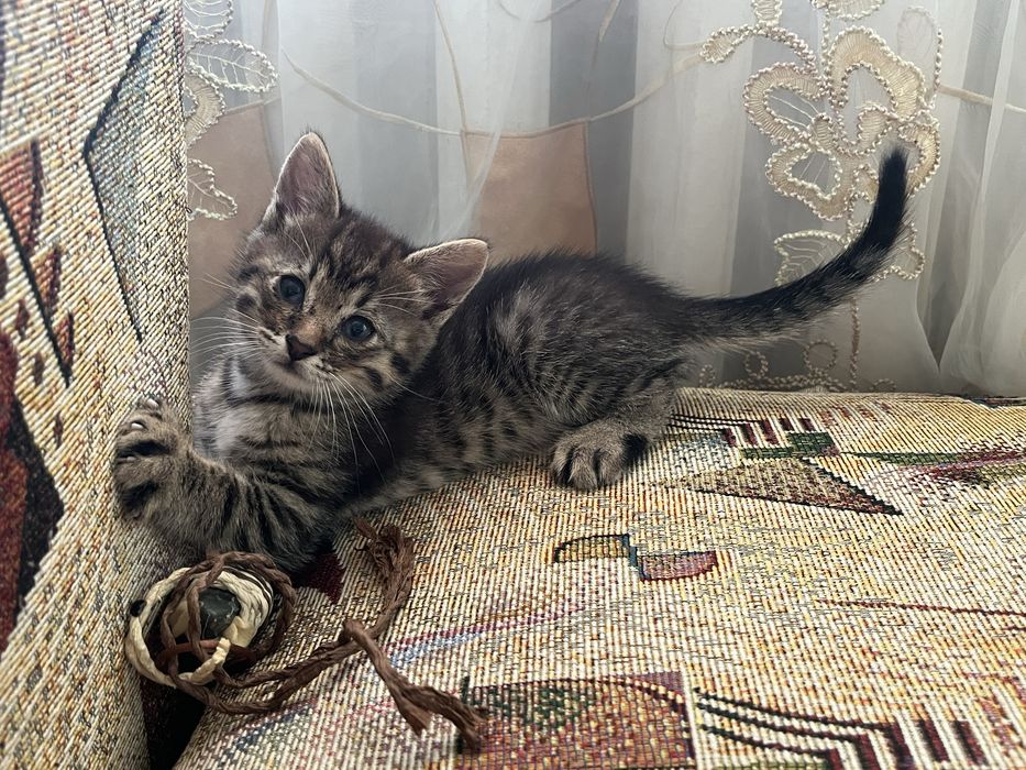 Віддам кошеня в добрі руки