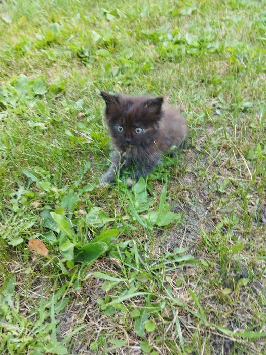 Отдам котят в хорошие руки