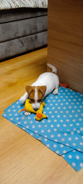 Jack Russell terrier -suczka