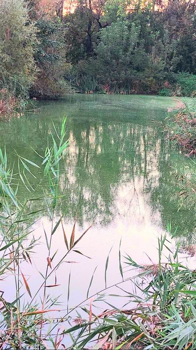 Продам будинок з власним ставком