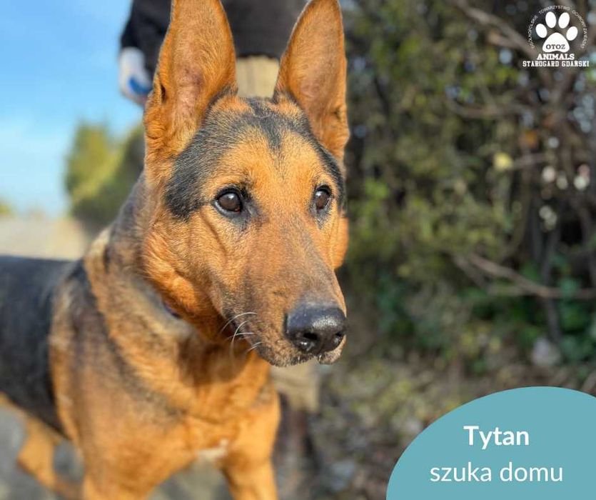Duży, temperamentny psiak Tytan szuka domu