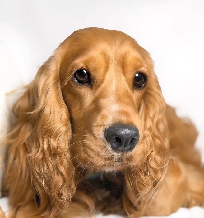 Спаніель дуже хорошої якості цуценята