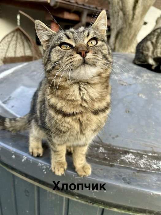 Котики в добрі руки