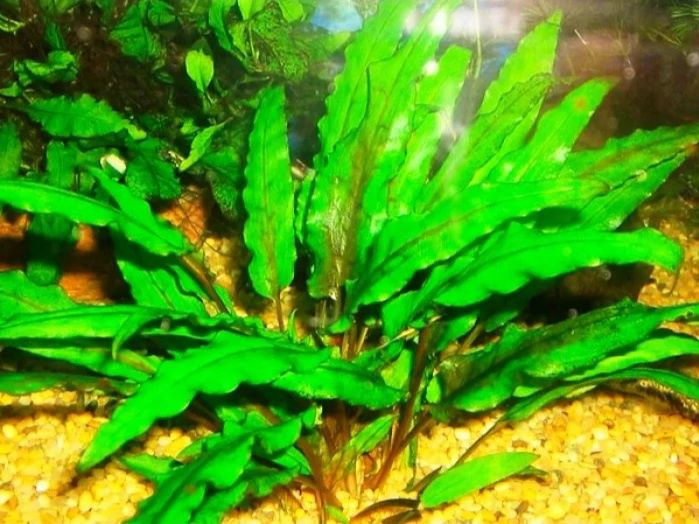 Криптокарина красная и зелёная Вендта