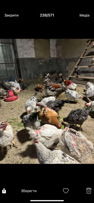 Продам мясо домашніх курей мясо- яєчноі породи