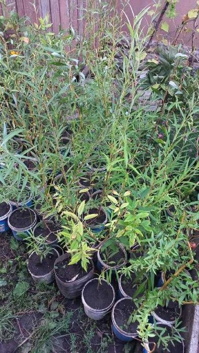 Хризантемы, розмарин,ивы,розы,гибискус,орех,дуб,клен,юкка и др продам.