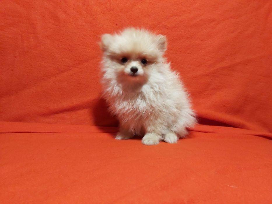 Spitz lindo miniatura
