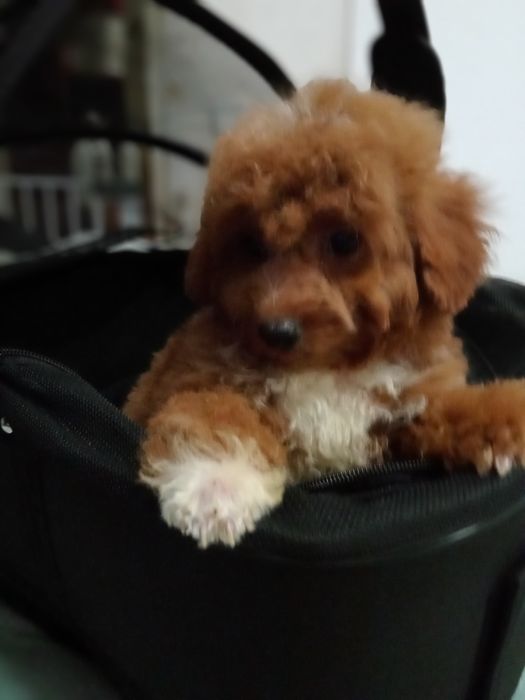 Яскравий малюк F2 Мальтіпу