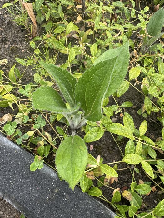 Sadzonki rudbeki