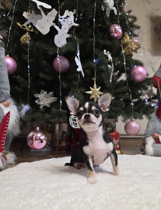 Фантастичні міні чихуахуа.