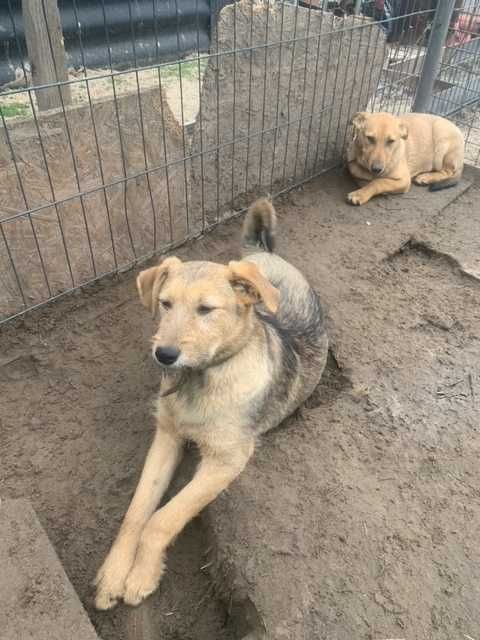 Мальчики, 1 год. Ищут доброго хозяина.