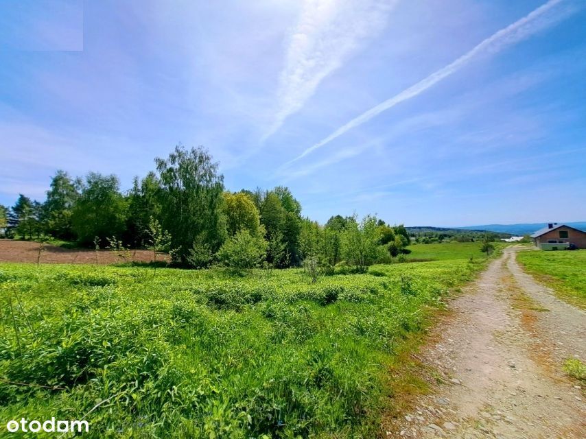 Działka budowlana 1679 m² z warunkami zabudowy i mediami - las, zalew - Widok 5