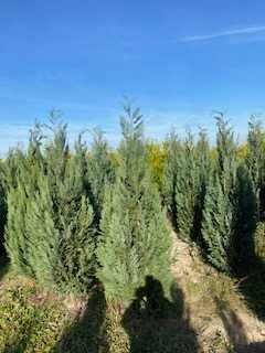 !!PROMOCJA!!Cyprysik Lawsona 'Columnaris' 200 - 220 cm