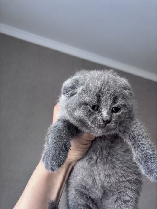 Кошеня скотіш фолд дівчинка