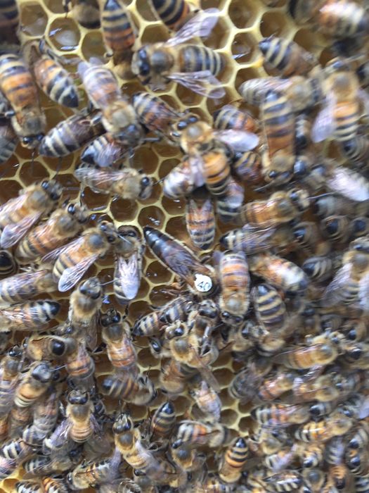 Матки    БАКФАСТ