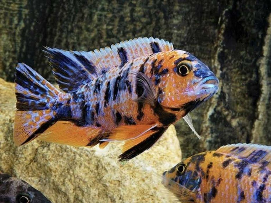 GB MALAWI Pyszczak Aulonocara Calico - dowóz ryb!