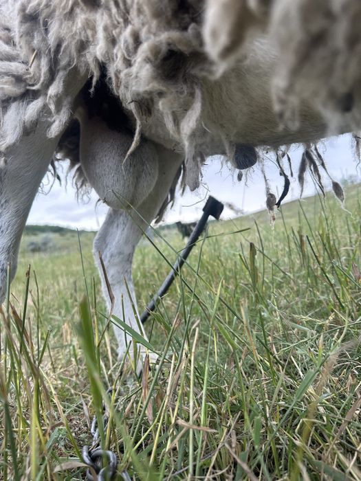 Баран на племя. Кросс дорпер, баран дорпер f1