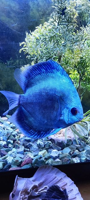 Discus Pigeon Blood e Blues diamond