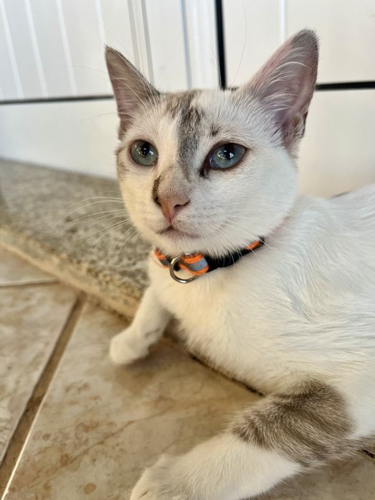 2 gatinhos disponíveis para adoção responsável.