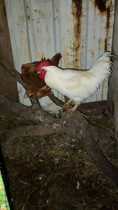 Galo grande e bonito